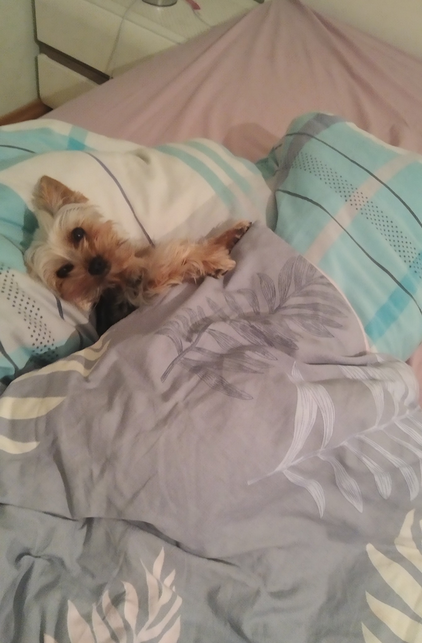 Yorkshire terrier w łóżku, przykryty szarą kołdrą z motywem liści, głowa spoczywa na poduszce w biało-niebieską kratę.