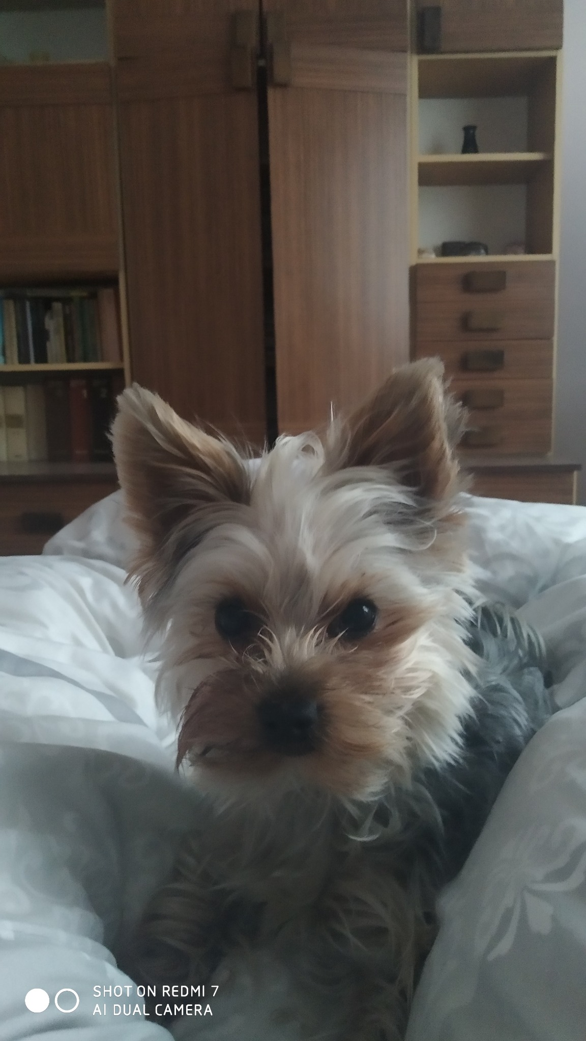 Mały pies rasy Yorkshire Terrier leży na białej pościeli, w tle widoczna drewniana szafa i regał z książkami.