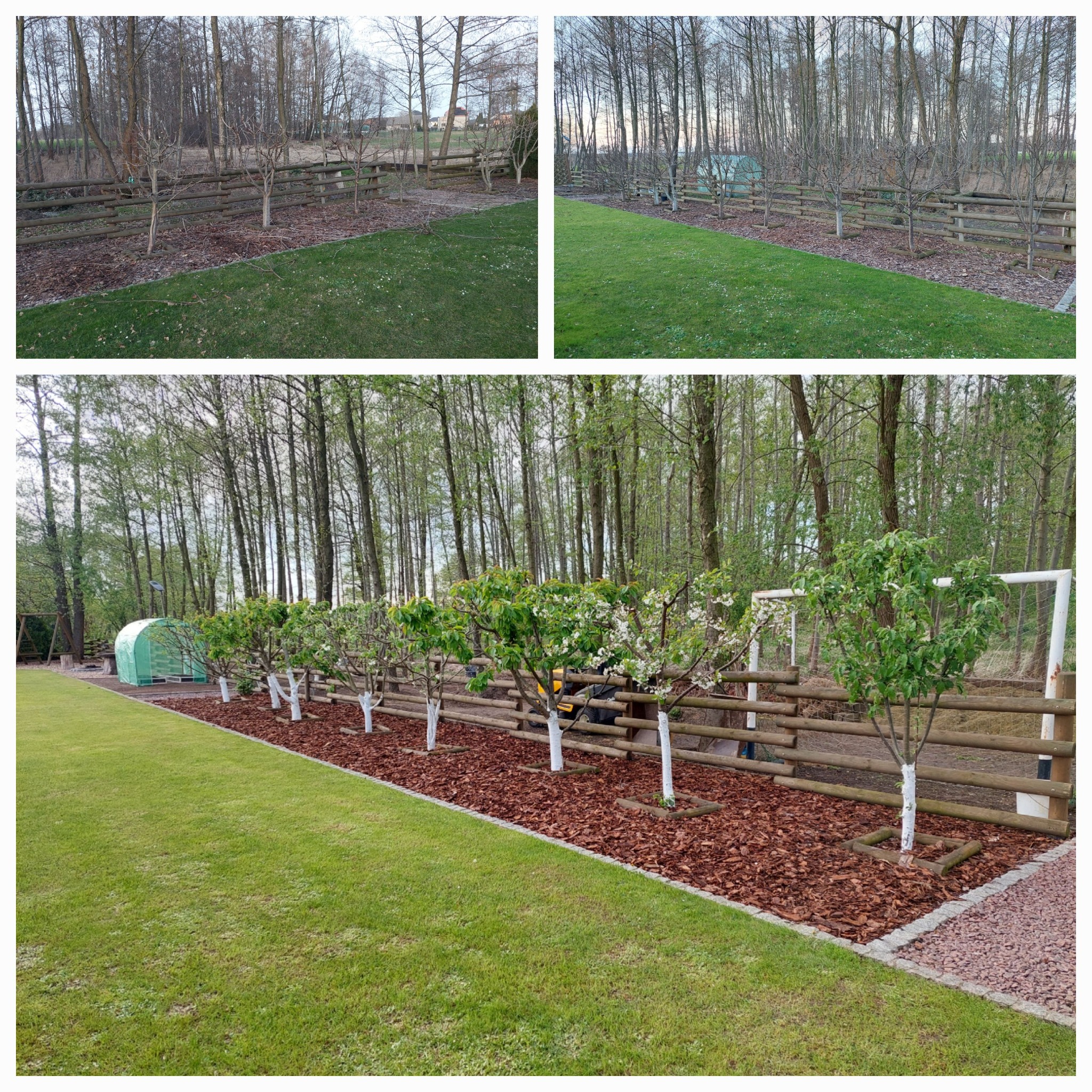 Widok ogrodu z równo przystrzyżonym trawnikiem, drewnianym ogrodzeniem, młodymi drzewkami z białymi pniami i korą rozsypaną wokół nich, z małą szklarnią w tle.