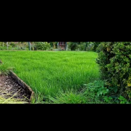 Świeżo skoszony trawnik z drewnianym obrzeżem rabaty i bujnym krzewem po prawej stronie, widoczne ogrodzenie w tle.