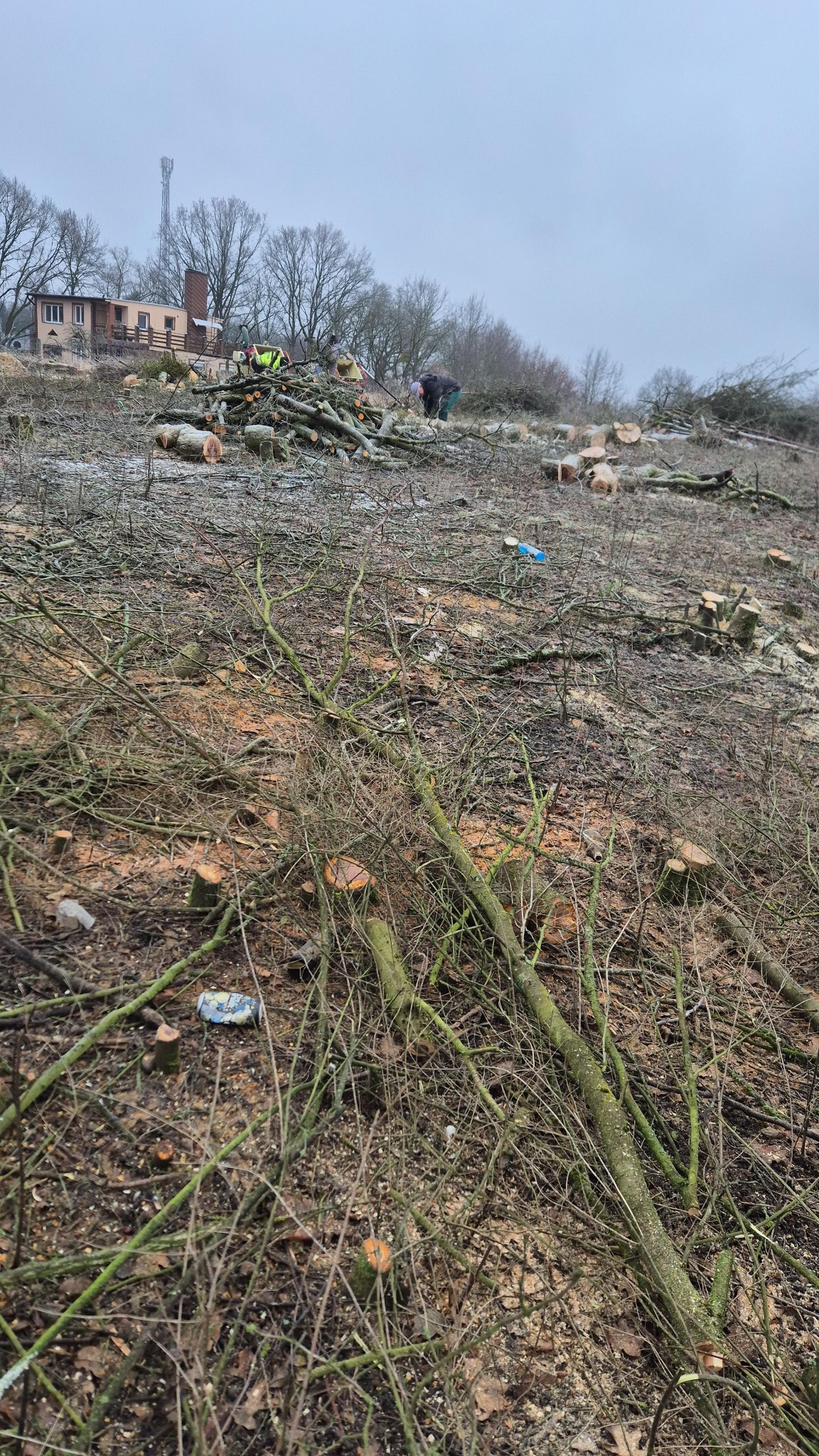 Teren po wycince drzew: pnie, gałęzie, pracownicy w oddali. Pochmurne niebo, w tle budynek i wieża telekomunikacyjna. Widok z bliska na pozostałości po wycince.