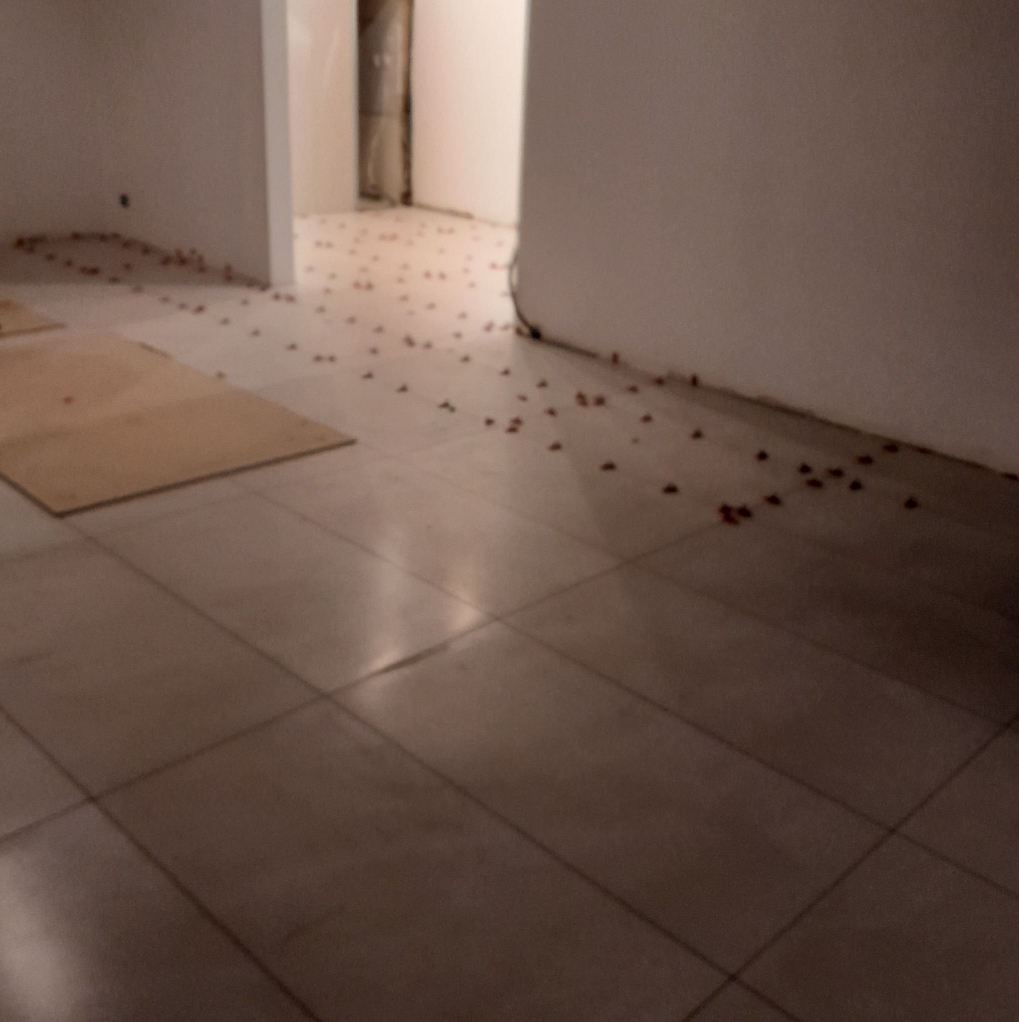 Ułożone płytki podłogowe w trakcie remontu. Widoczne brudne fugi, resztki zaprawy i płyta zabezpieczająca fragment podłogi. Prace wykończeniowe w pomieszczeniu.