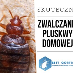 Dezynsekcja i deratyzacja Warszawa 4