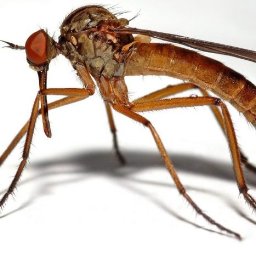 Best Control Ernest Baniewicz