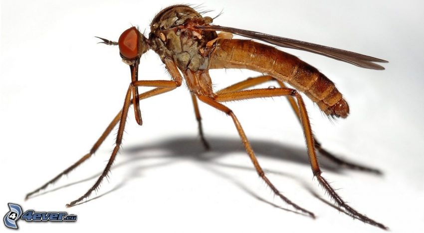 Zbliżenie na brązowego owada z dużymi czerwonymi oczami i długimi, cienkimi nogami na białym tle.