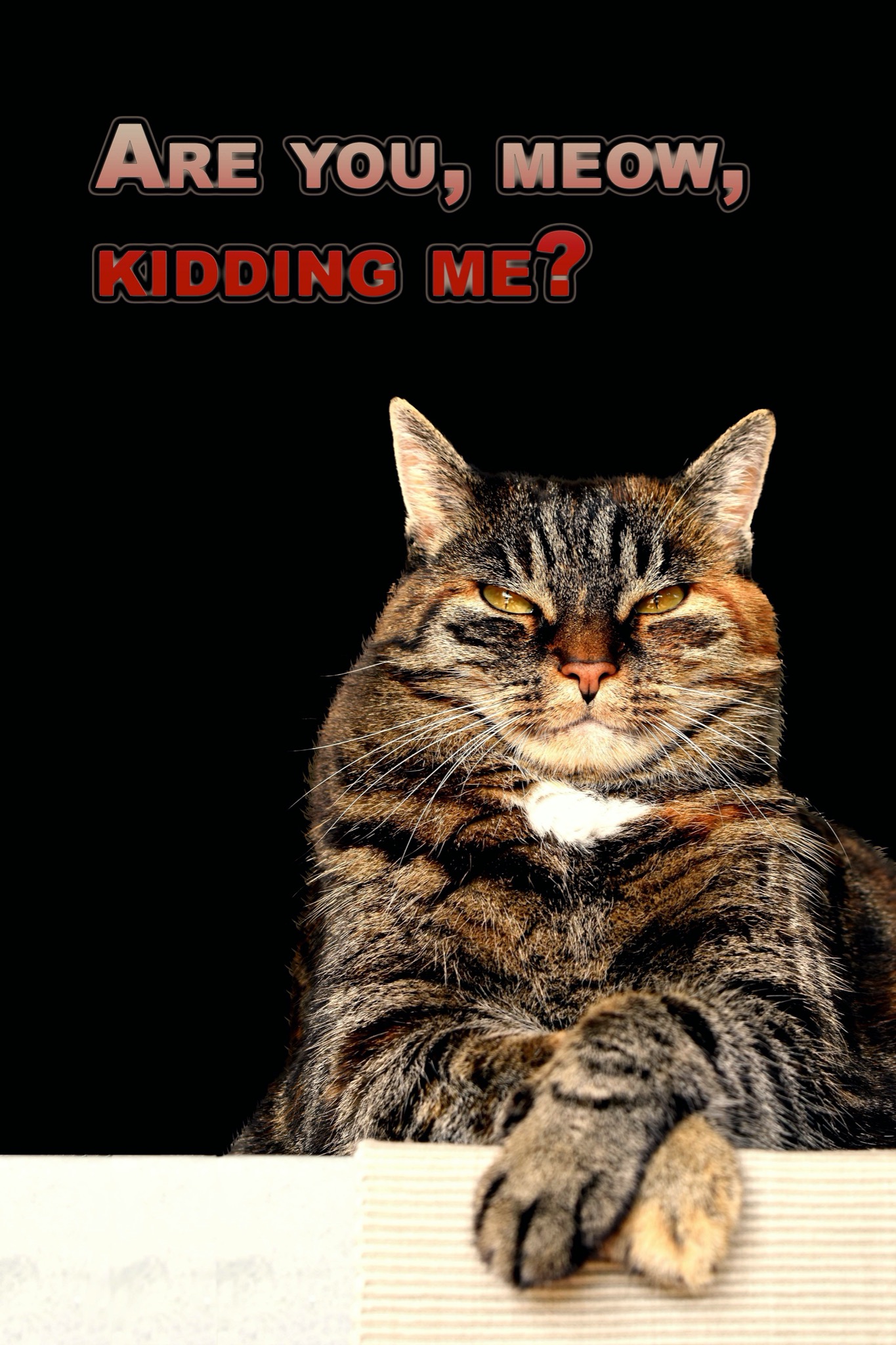Zrzędliwy, pręgowany kot z białym krawatem spogląda z góry znad białej powierzchni, z tekstem 'Are you, meow, kidding me?' na czarnym tle.
