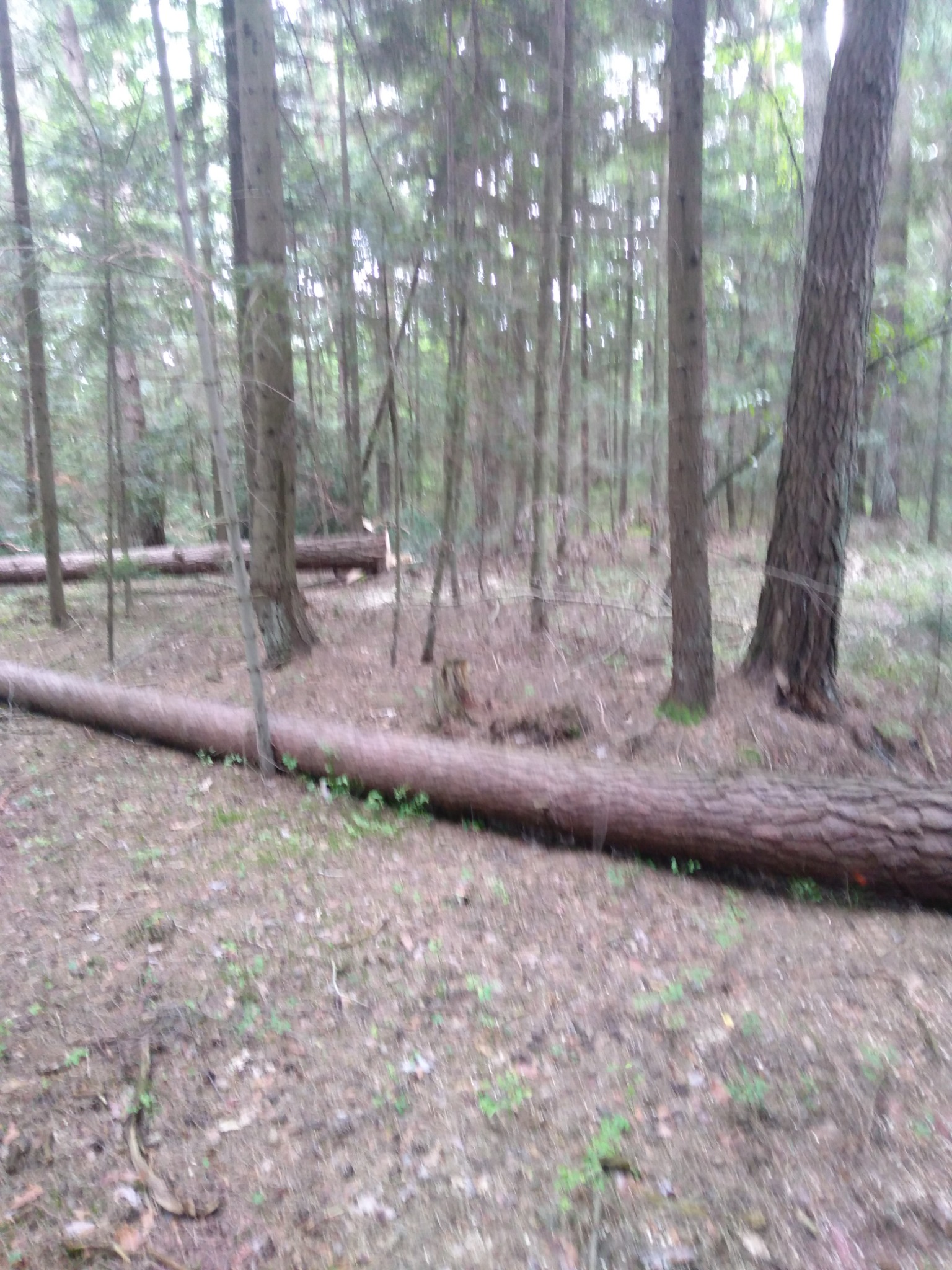 Ścięte drzewo leżące na ściółce leśnej w gęstym lesie, z widocznymi pniami drzew w tle.