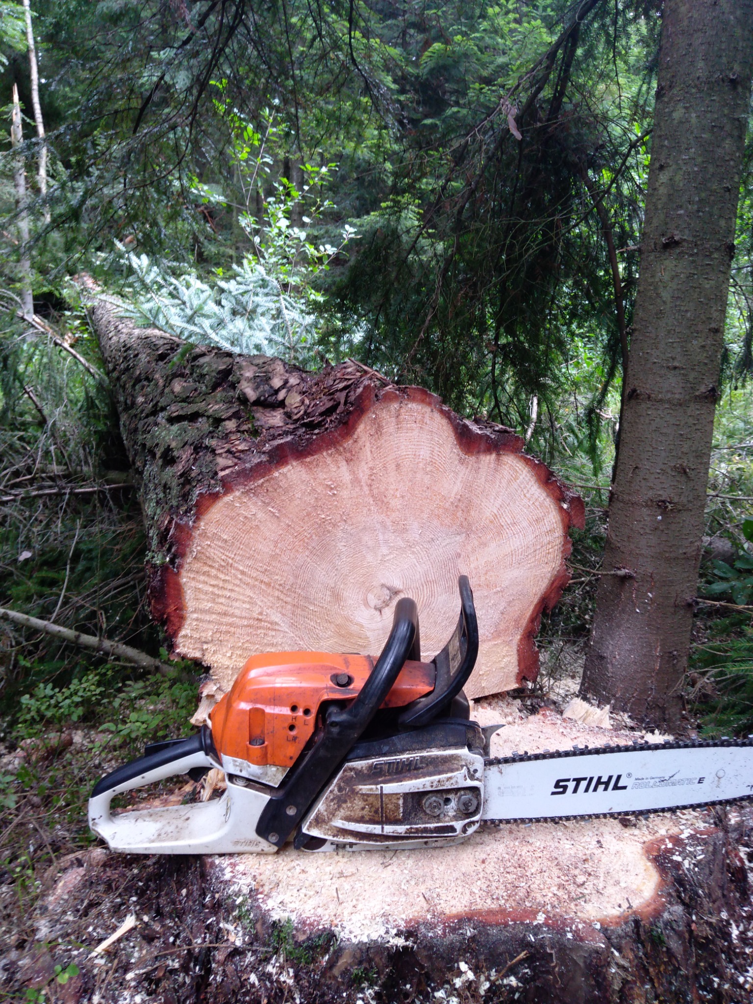 Ścięte drzewo w lesie z widocznym przekrojem pnia i leżącą obok piłą spalinową Stihl, otoczone zielenią.