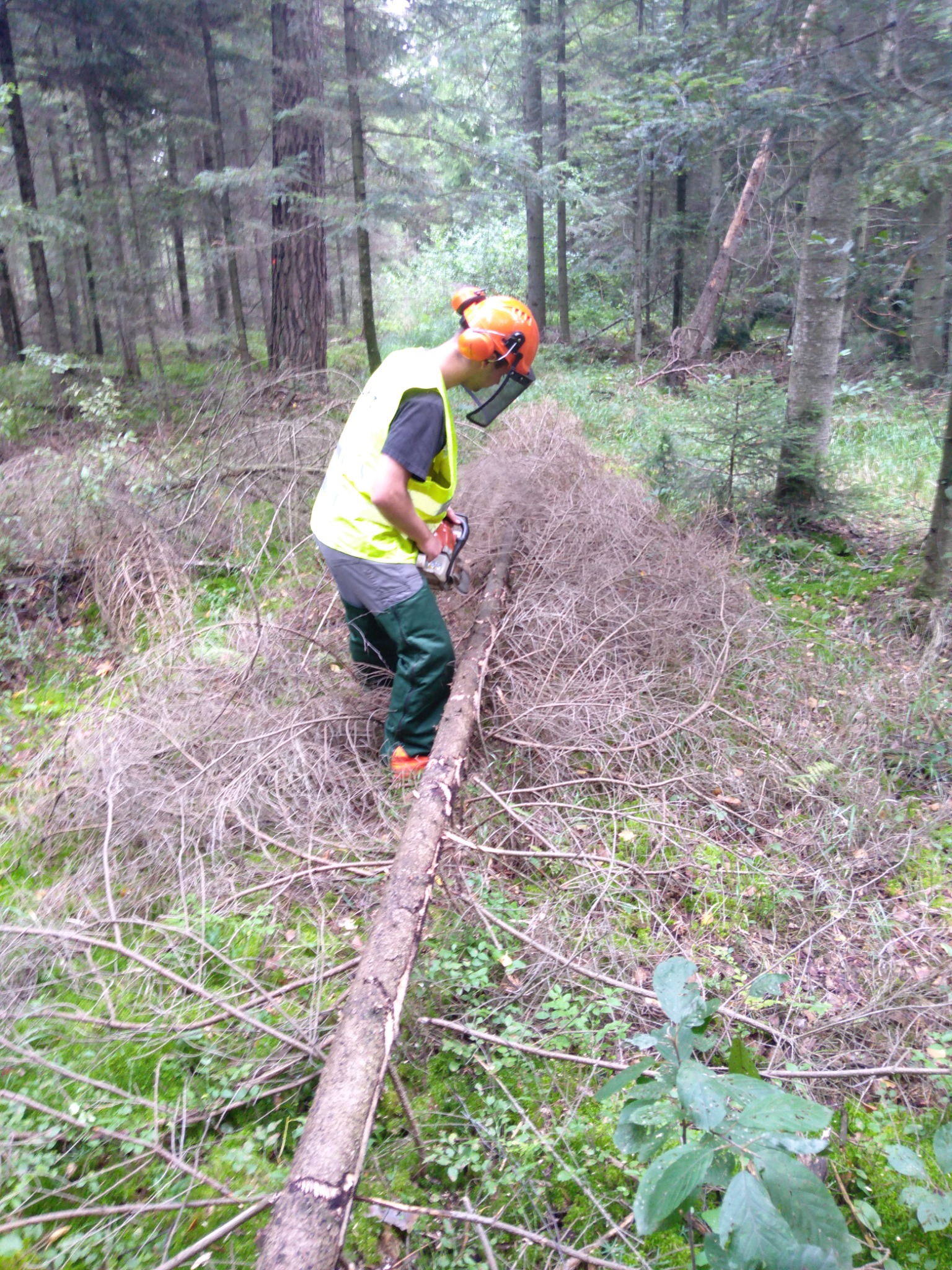 Osoba w odzieży ochronnej tnie piłą łańcuchową powalone drzewo w lesie, widoczne ścięte gałęzie i drzewa w tle.