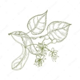 W logo Aranżerii znajduje się kwiat lipy. Drzewa te są dla mnie bardzo ważne - to od nich wszystko się zaczęło...