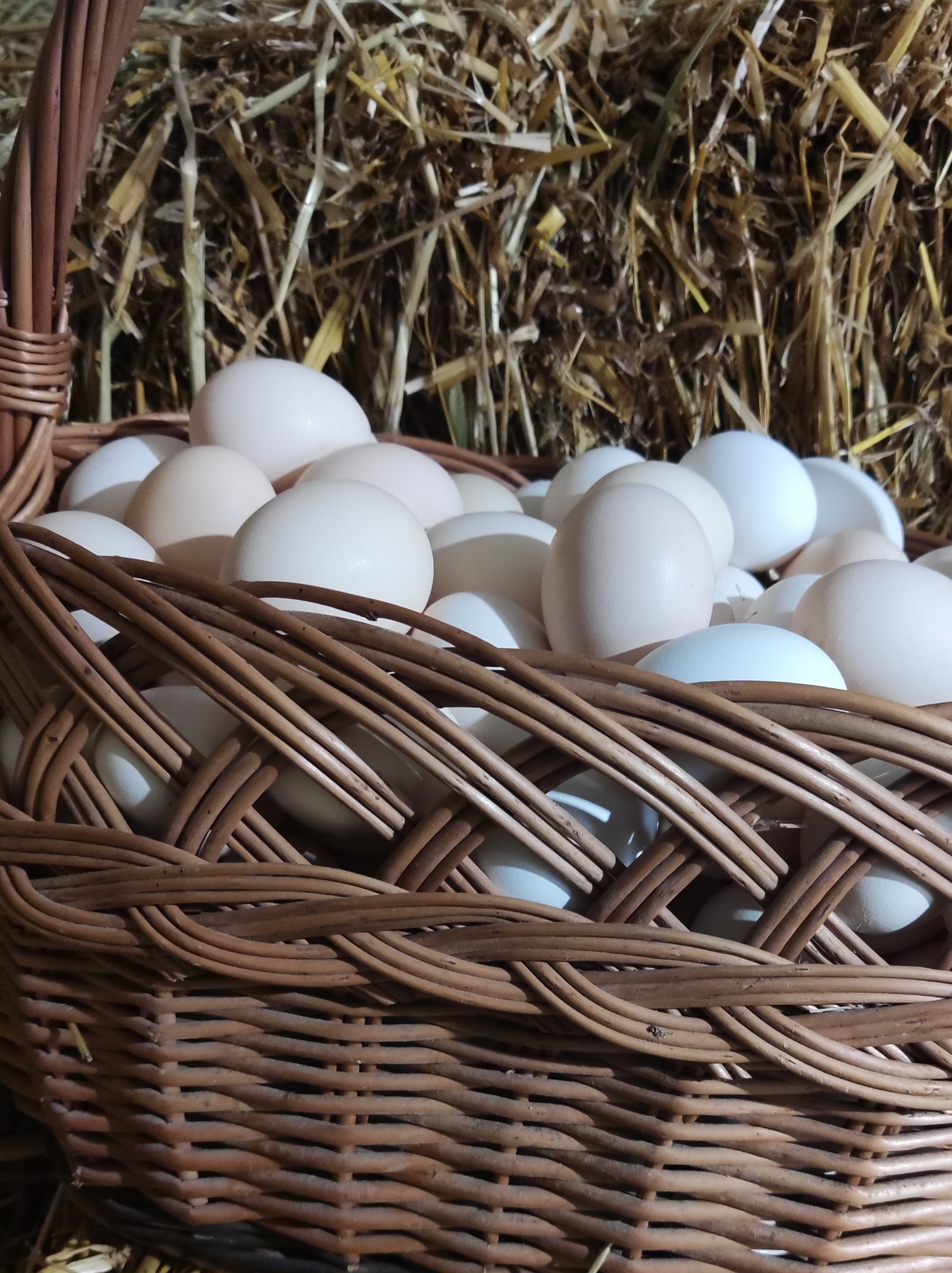 Kosz wiklinowy wypełniony białymi, surowymi produktami spożywczymi na tle siana.