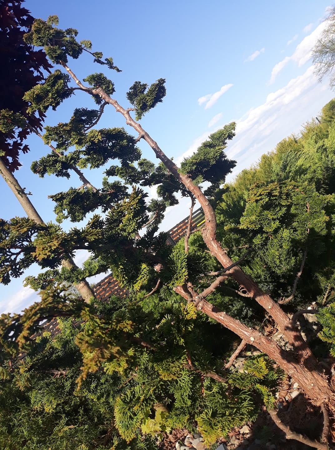 Formowane drzewko iglaste na tle błękitnego nieba z chmurami, widoczne inne rośliny ogrodowe i fragment ogrodzenia.