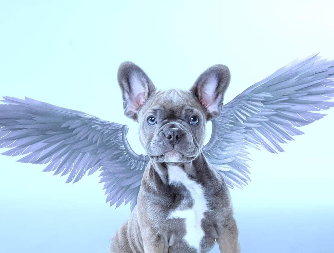 Portret błękitnego buldoga francuskiego z założonymi srebrnymi skrzydłami anioła na tle jasnoniebieskim.