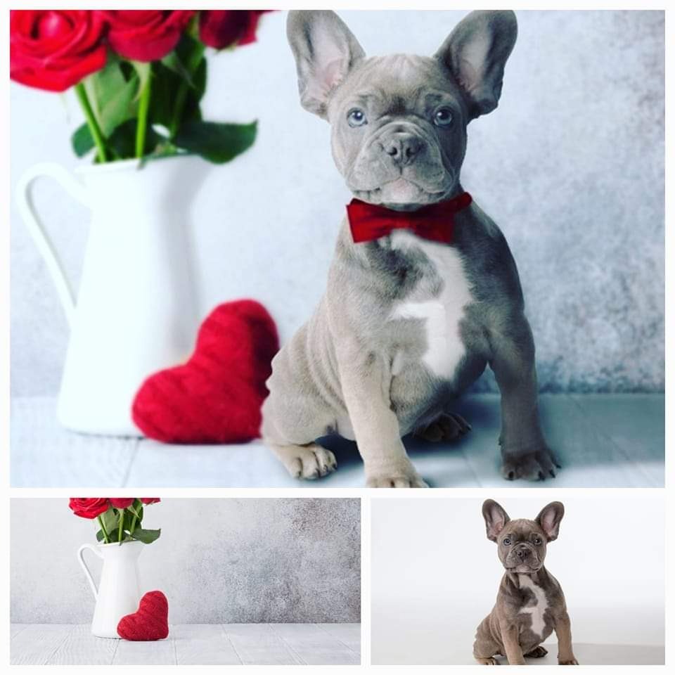 Uroczy szary szczeniak buldoga francuskiego z czerwonymi różami w białym dzbanku i czerwonym sercem, ubrany w czerwoną muszkę.