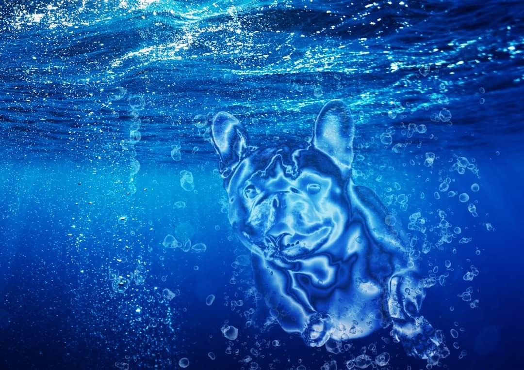 Stylizowana, błękitna ilustracja psa rasy buldog francuski zanurzonego w wodzie, otoczonego bąbelkami powietrza, z efektem neonowego podświetlenia.