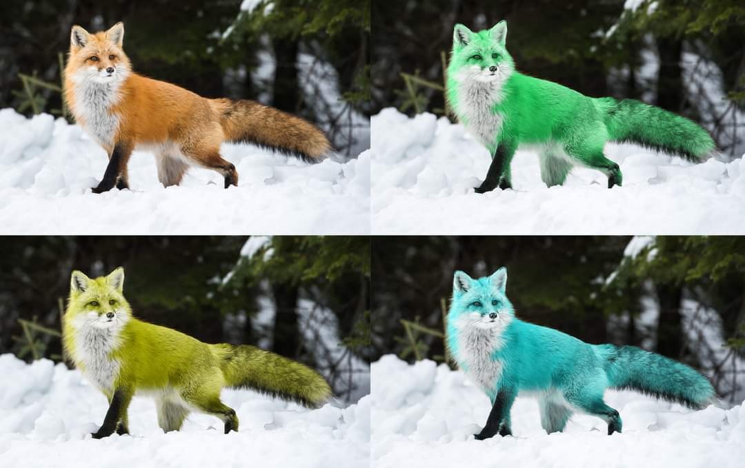 Cztery warianty kolorystyczne lisa na śniegu: pomarańczowy, zielony, żółto-zielony i turkusowy, z ciemnozielonym tłem z drzew iglastych.