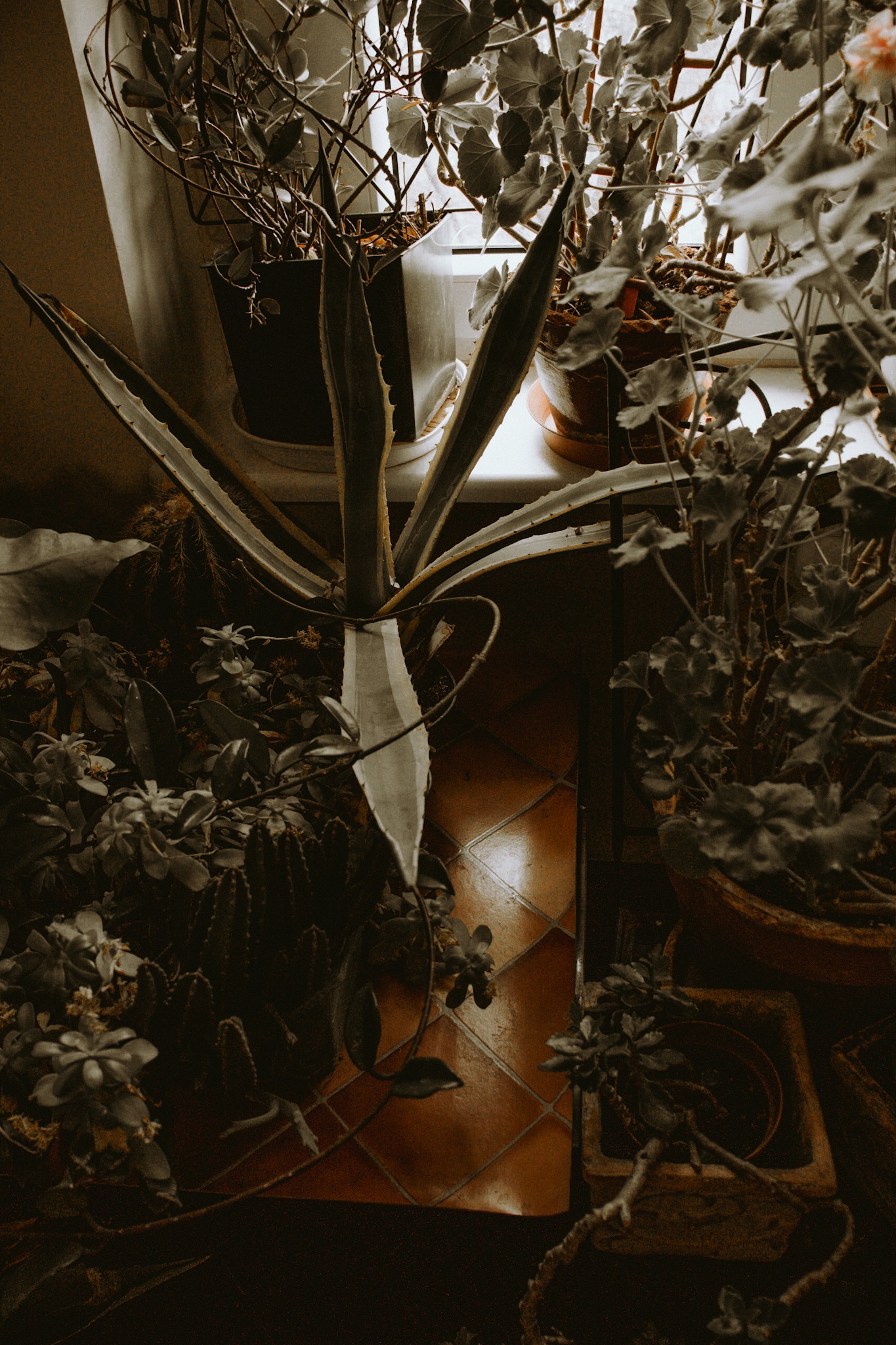 Kompozycja roślin doniczkowych w mieszkaniu w Świdnicy, zróżnicowane gatunki, agawa, geranium i sukulenty na tle okna i brązowej podłogi z płytek, ciemne oświetlenie.