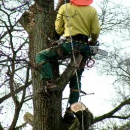 Arborysta w żółtej koszuli i pomarańczowym kasku, zabezpieczony linami, przycina wysokie drzewo piłą spalinową Stihl, widoczny świeżo ucięty konar.