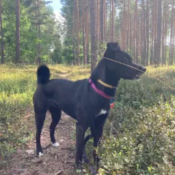Czarny pies z białymi skarpetkami na przednich łapach, w obroży i szelkach na leśnej ścieżce, otoczony przez wysokie sosny i niską roślinność.