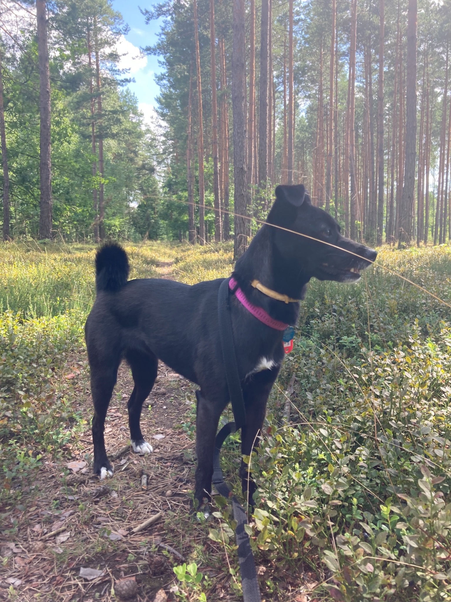 Czarny pies z białymi skarpetkami na przednich łapach, w obroży i szelkach na leśnej ścieżce, otoczony przez wysokie sosny i niską roślinność.