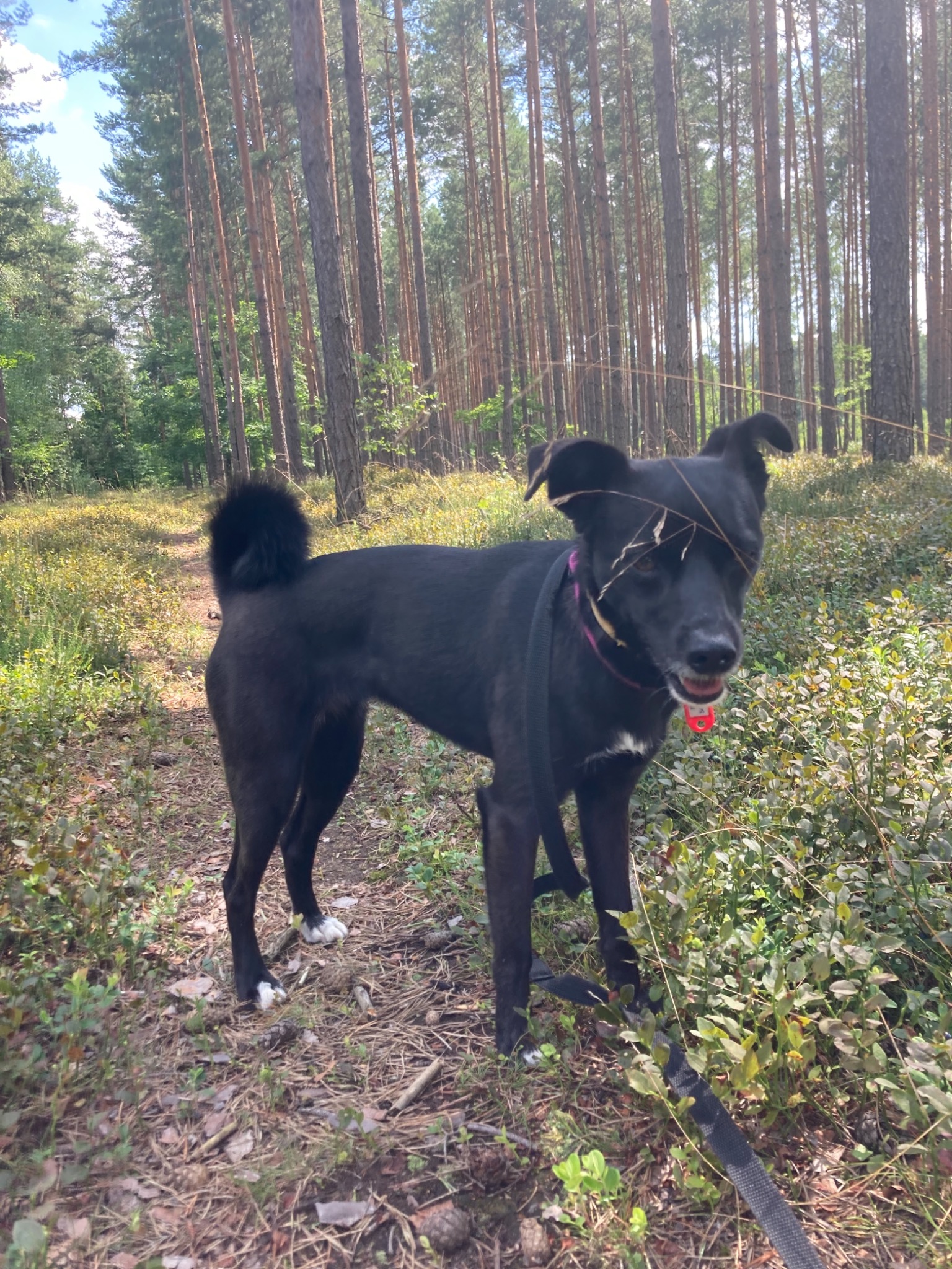 Czarny pies na smyczy z białą plamką na piersi i białymi skarpetkami na przednich łapach, spaceruje po lesie sosnowym w słoneczny dzień.