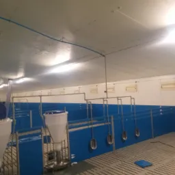Wnętrze chlewni z niebieskimi przegrodami i automatycznymi karmnikami, widoczne rury instalacji nad boksami.