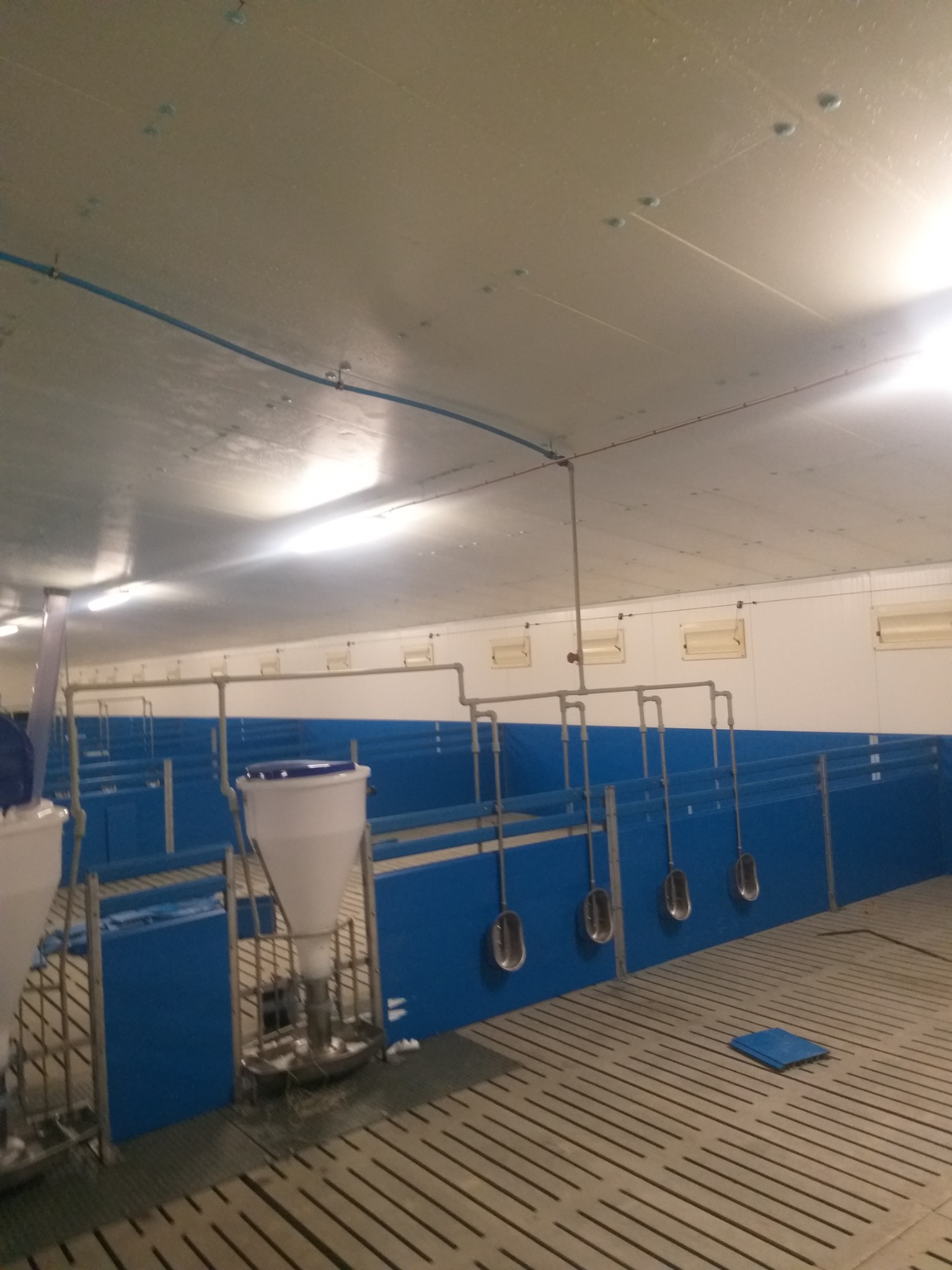 Wnętrze chlewni z niebieskimi przegrodami i automatycznymi karmnikami, widoczne rury instalacji nad boksami.