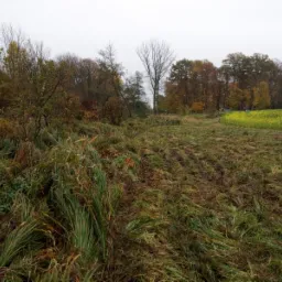 Jesienny krajobraz z polem świeżo skoszonej trawy i drzewami w tle pod pochmurnym niebem.