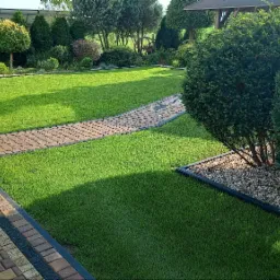 Starannie utrzymany trawnik z równo przyciętą trawą, obrzeżami z kostki brukowej i ścieżką z cegły, ozdobne drzewa i krzewy, widok z perspektywy chodnika.