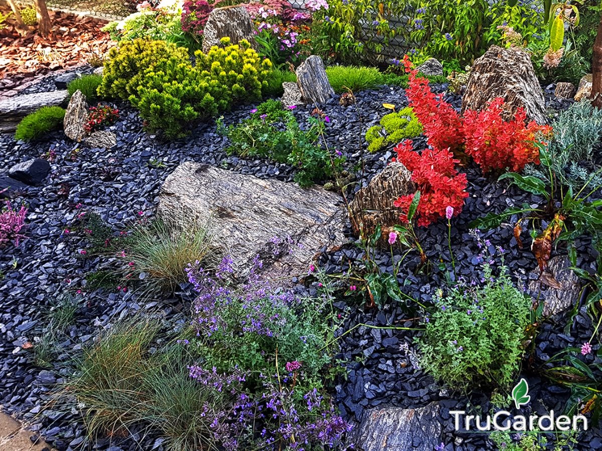 Aranżacja ogrodu z czarnym grysem kamiennym, ozdobnymi kamieniami i różnorodną roślinnością, w tym czerwonymi i fioletowymi kwiatami oraz krzewami.