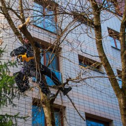 Przycinanie i wycinka drzew