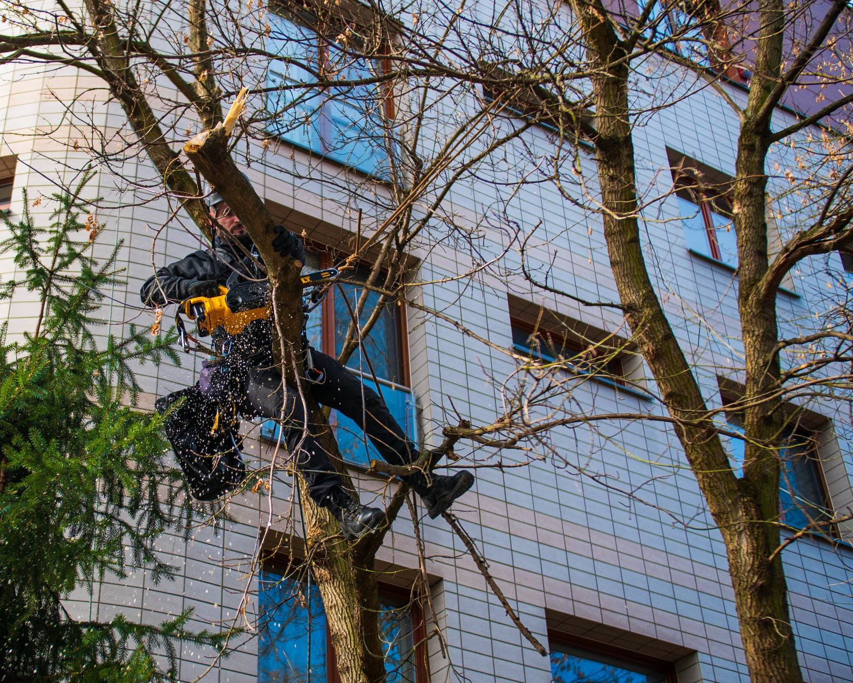 Przycinanie i wycinka drzew