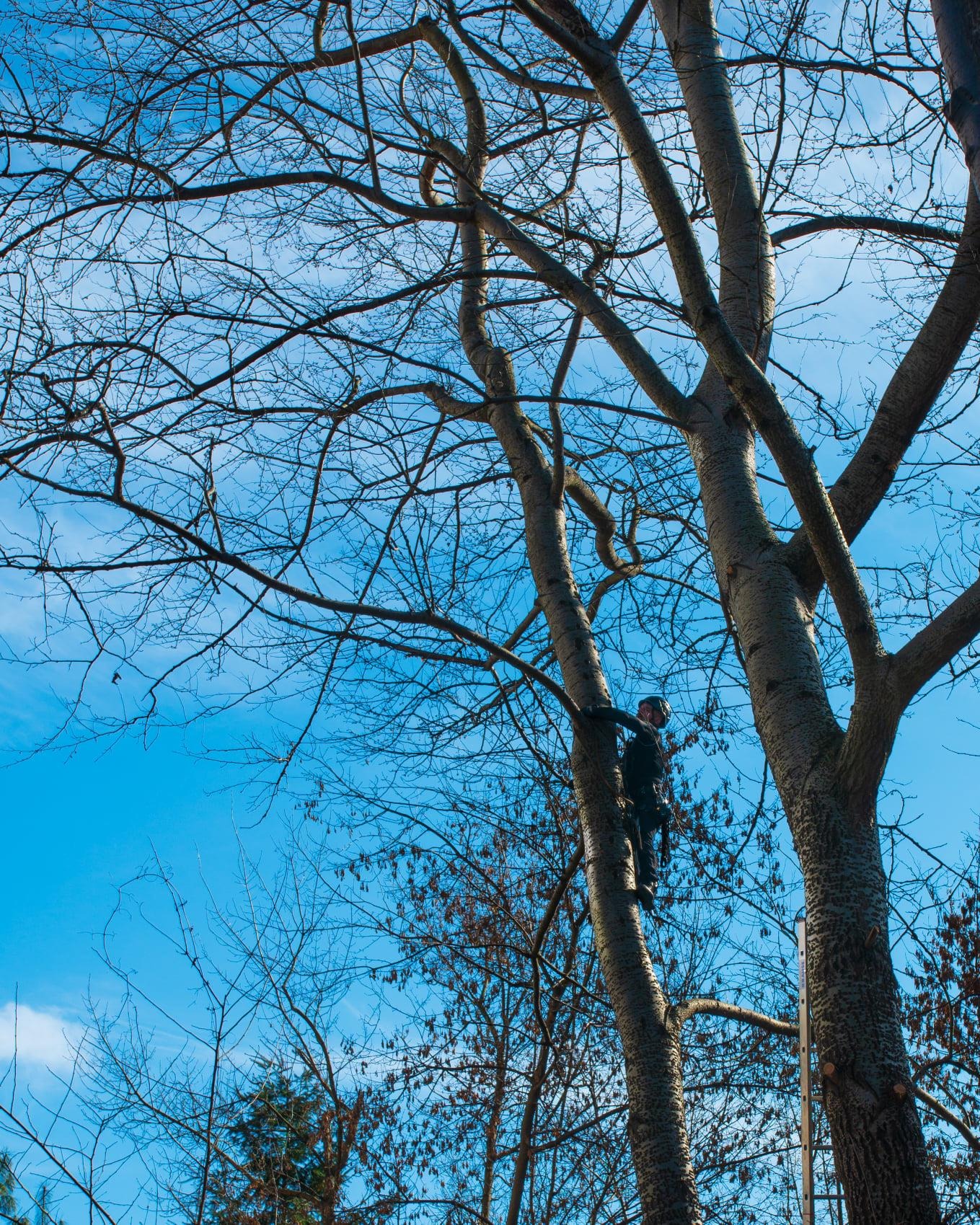 Arborysta w uprzęży wspinaczkowej wspina się na wysokie drzewo bez liści na tle błękitnego nieba.