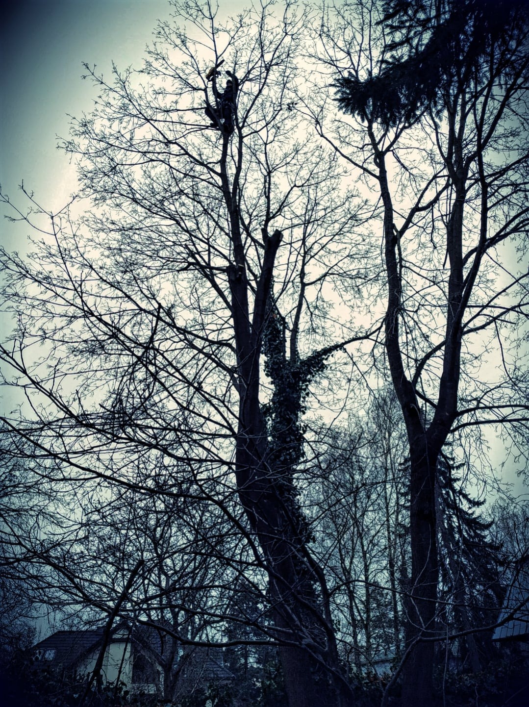 Pracownik na drzewie bez liści, zabezpieczony linami, przycina gałęzie na tle pochmurnego nieba i zabudowań.