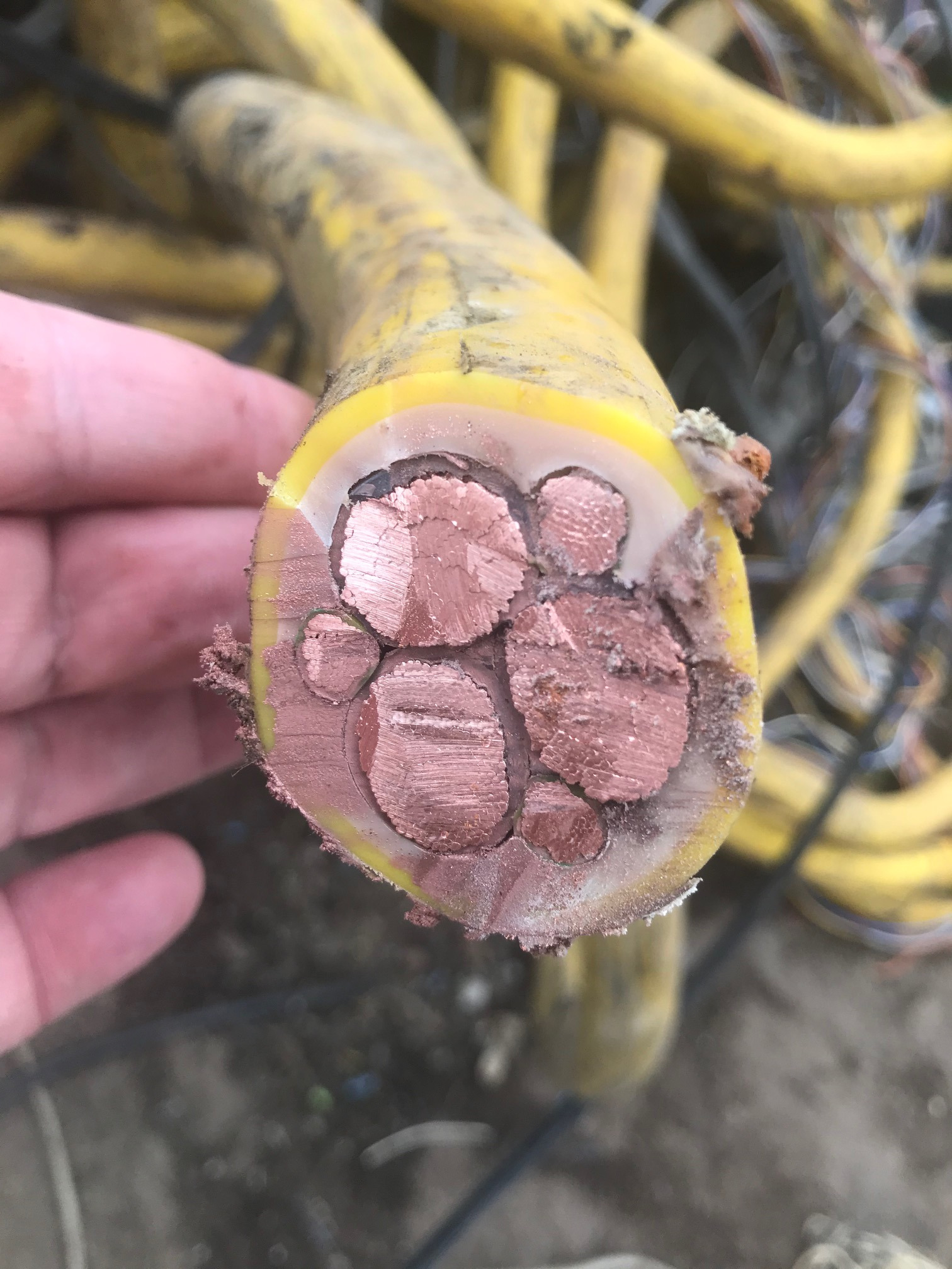 Przekrój grubego, żółtego kabla elektrycznego z widocznymi miedzianymi żyłami, trzymanego w dłoni, z widocznymi śladami użytkowania i zabrudzeniami.