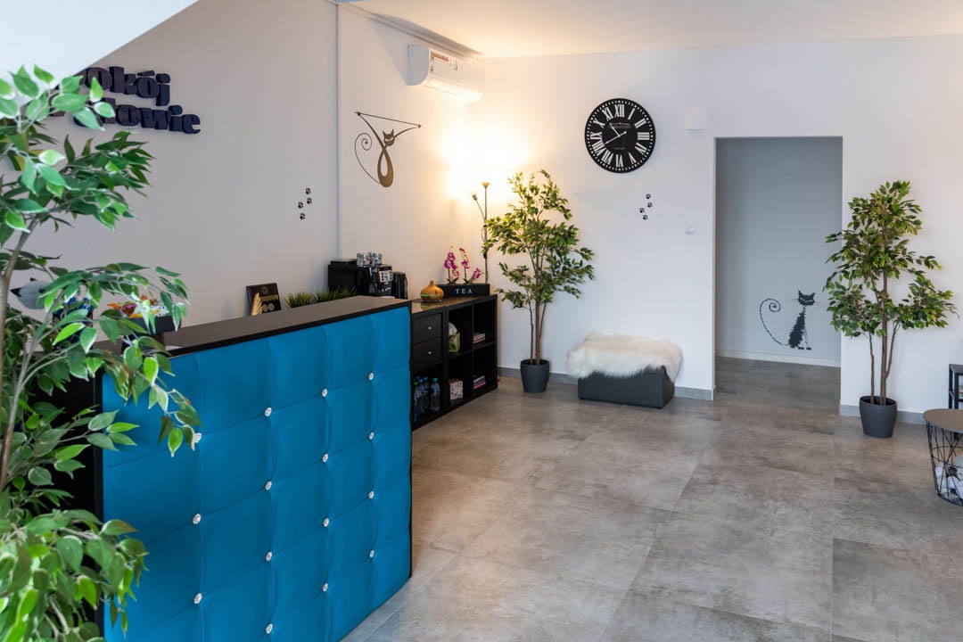 Jasne, przestronne wnętrze poczekalni z turkusową ladą recepcyjną, dekoracjami z motywem kota, roślinami doniczkowymi i zegarem ściennym.