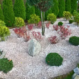 Ogród z białym żwirem, obrzeżami z kamienia i drewna, kulistymi krzewami, wysokimi tujami oraz kamieniem dekoracyjnym.