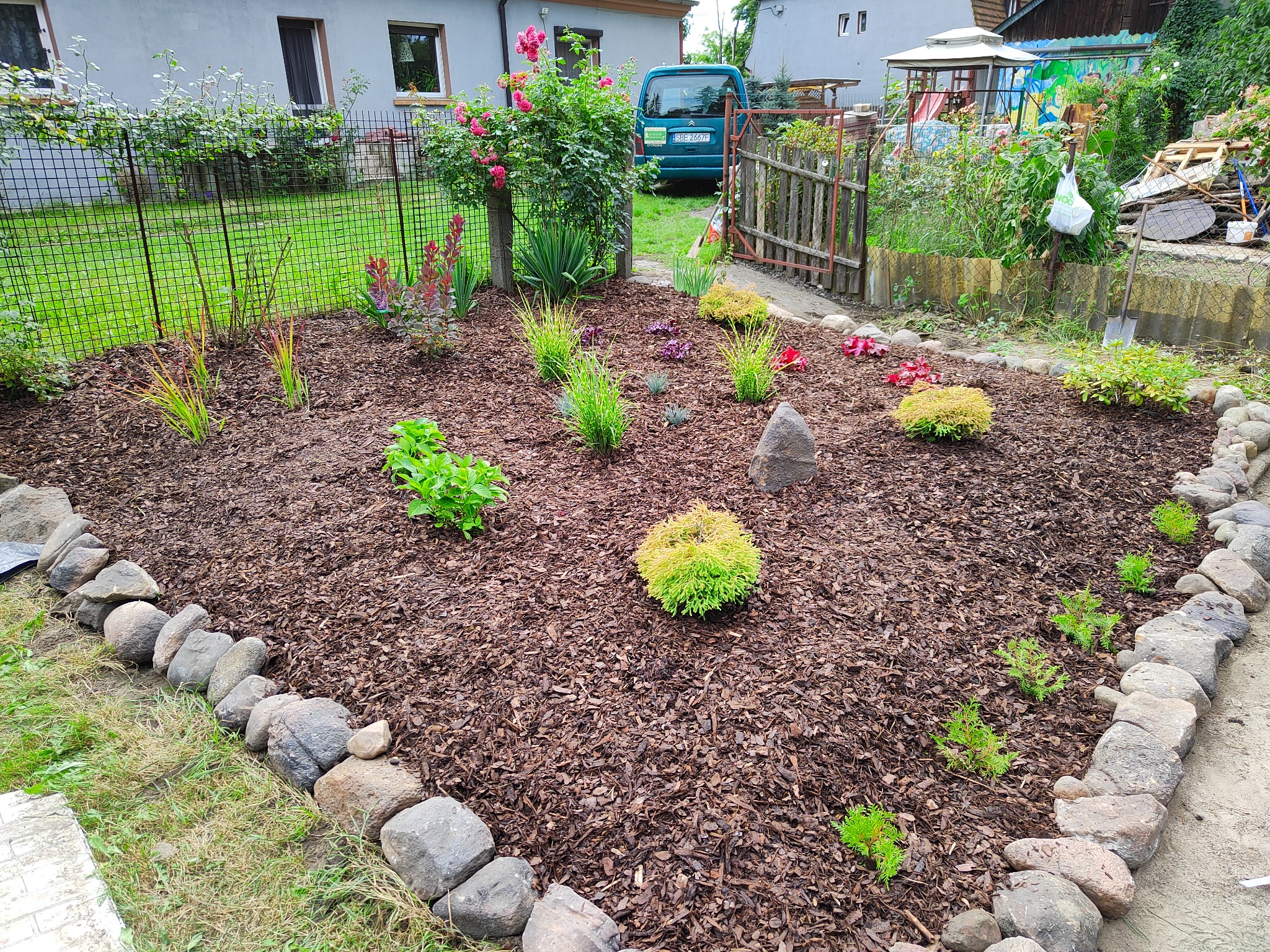 Rabata z młodymi roślinami i korą, obrzeże z kamieni, w tle róże i zielony samochód.