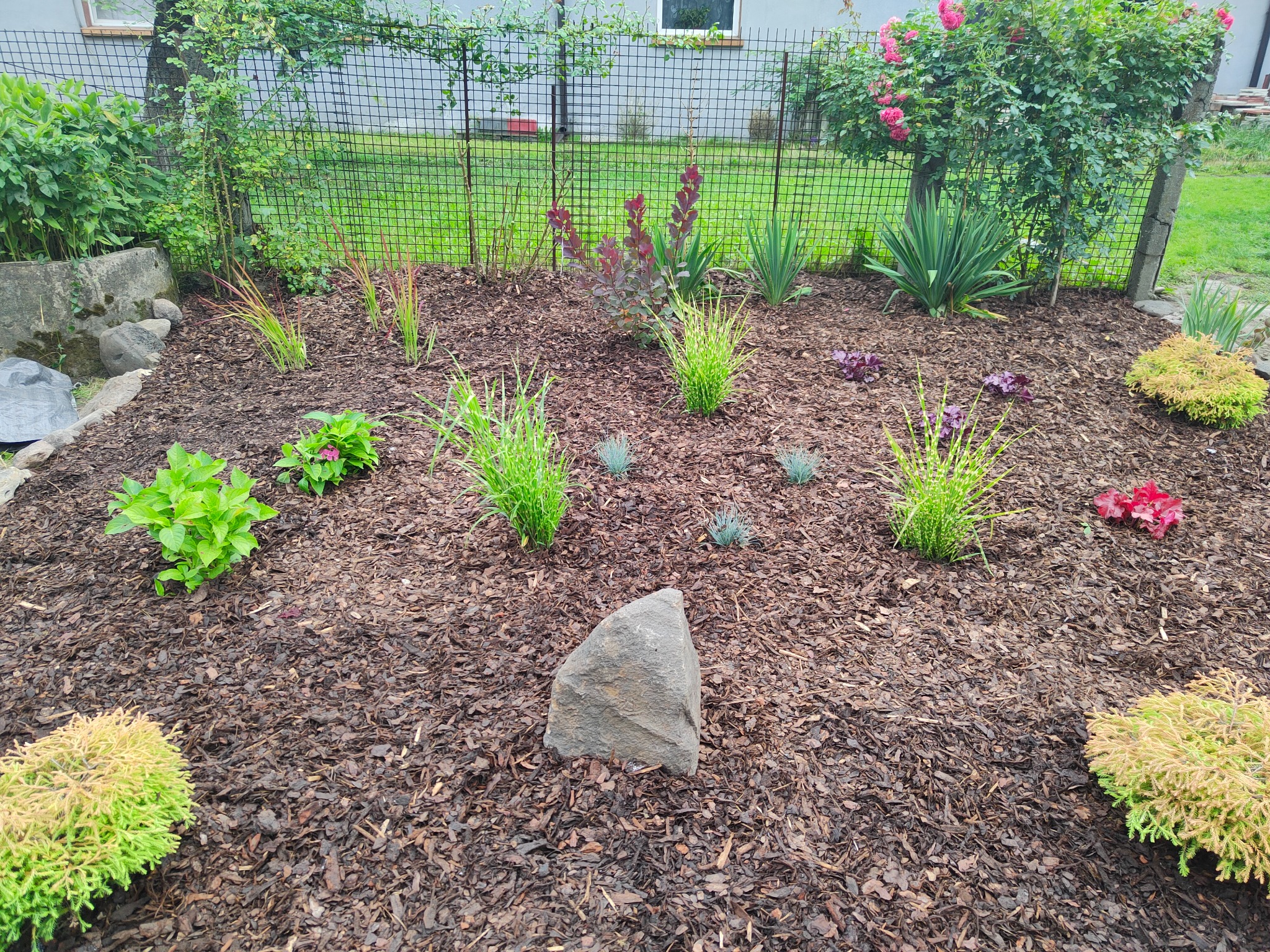 Świeżo założony ogród z różnorodnymi roślinami, wyściółkowany korą, z dużym szarym kamieniem pośrodku, ogrodzony siatką.