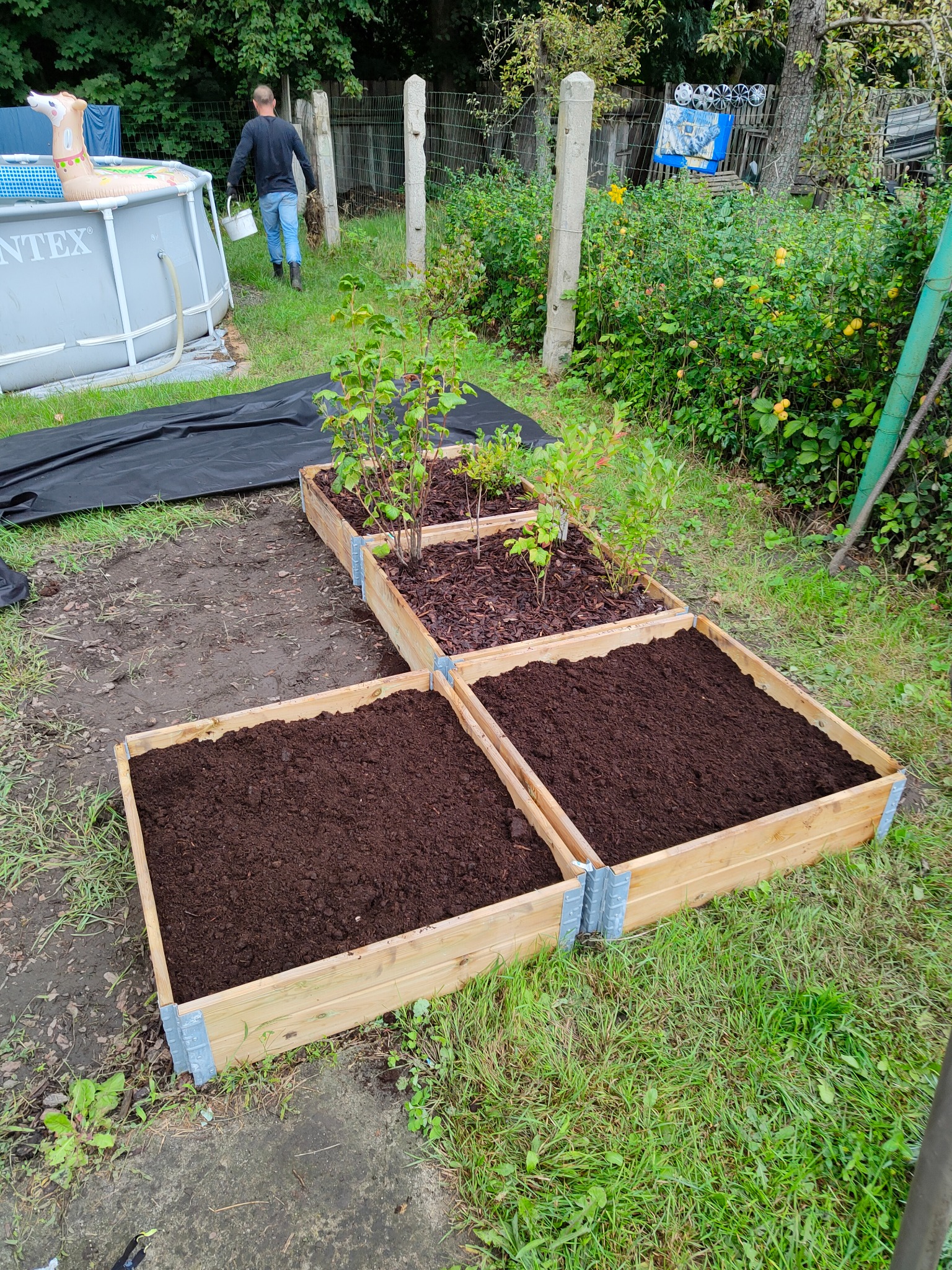 Kaskadowe, drewniane skrzynie na warzywa wypełnione ziemią i korą, z młodymi sadzonkami, w tle basen ogrodowy i osoba z wiadrem.