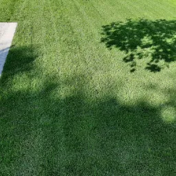 Świeżo skoszony trawnik przylegający do betonowej ścieżki, z cieniem drzewa rzucanym na trawę, widok z góry.