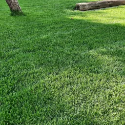 Gęsty, soczysty trawnik z rolki w słoneczny dzień, z fragmentem pnia drzewa i drewnianej ławki w tle.