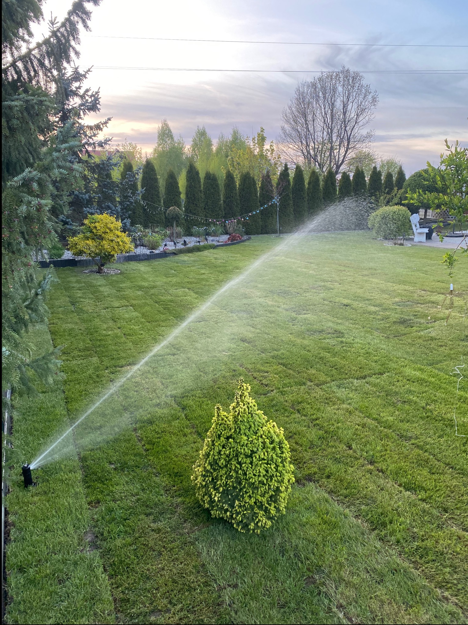 Automatyczny system nawadniania trawnika w ogrodzie z zieloną trawą i ozdobnymi drzewami, zraszacz w akcji, w tle rząd tuj i dekoracje.