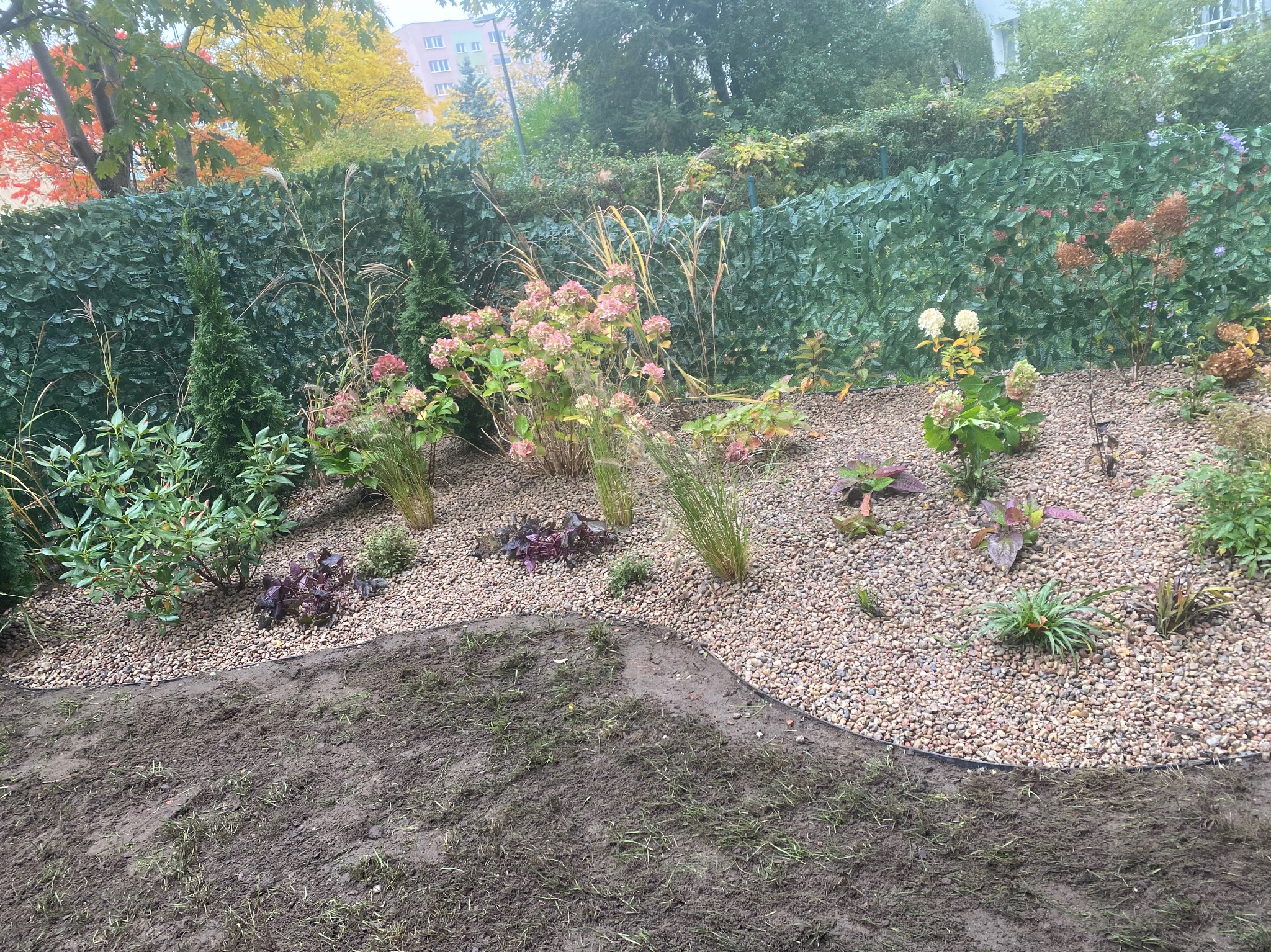 Fragment ogrodu z rabatami wysypanymi drobnym żwirem, widoczne krzewy hortensji i trawy ozdobne, w tle zielony żywopłot i budynek mieszkalny.