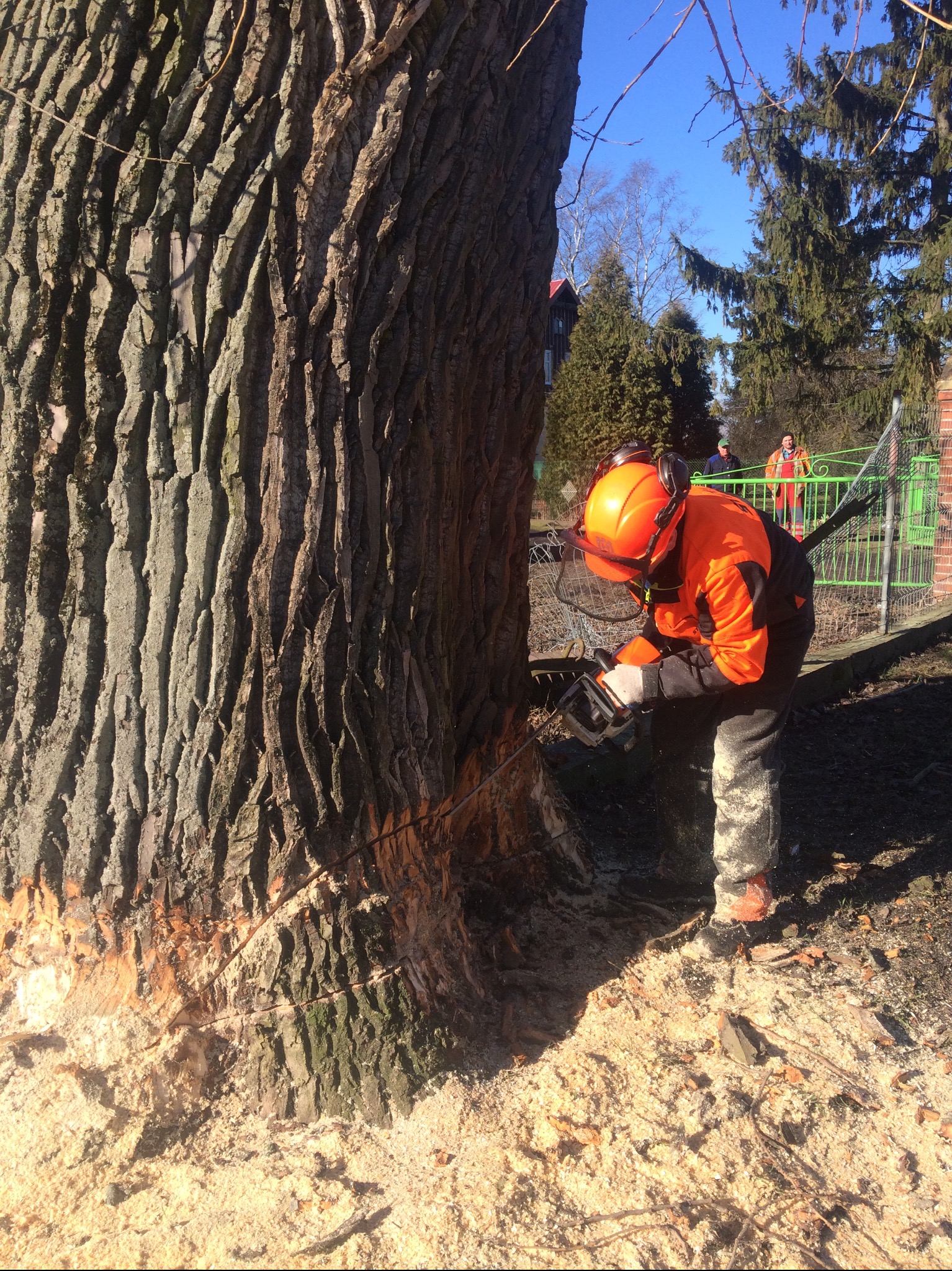 Pracownik w pomarańczowym kombinezonie tnie piłą spalinową gruby pień drzewa. Wokół leżą wióry. W tle widoczny fragment ogrodzenia i inne osoby.