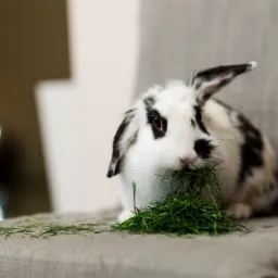 Fotografia zwierząt