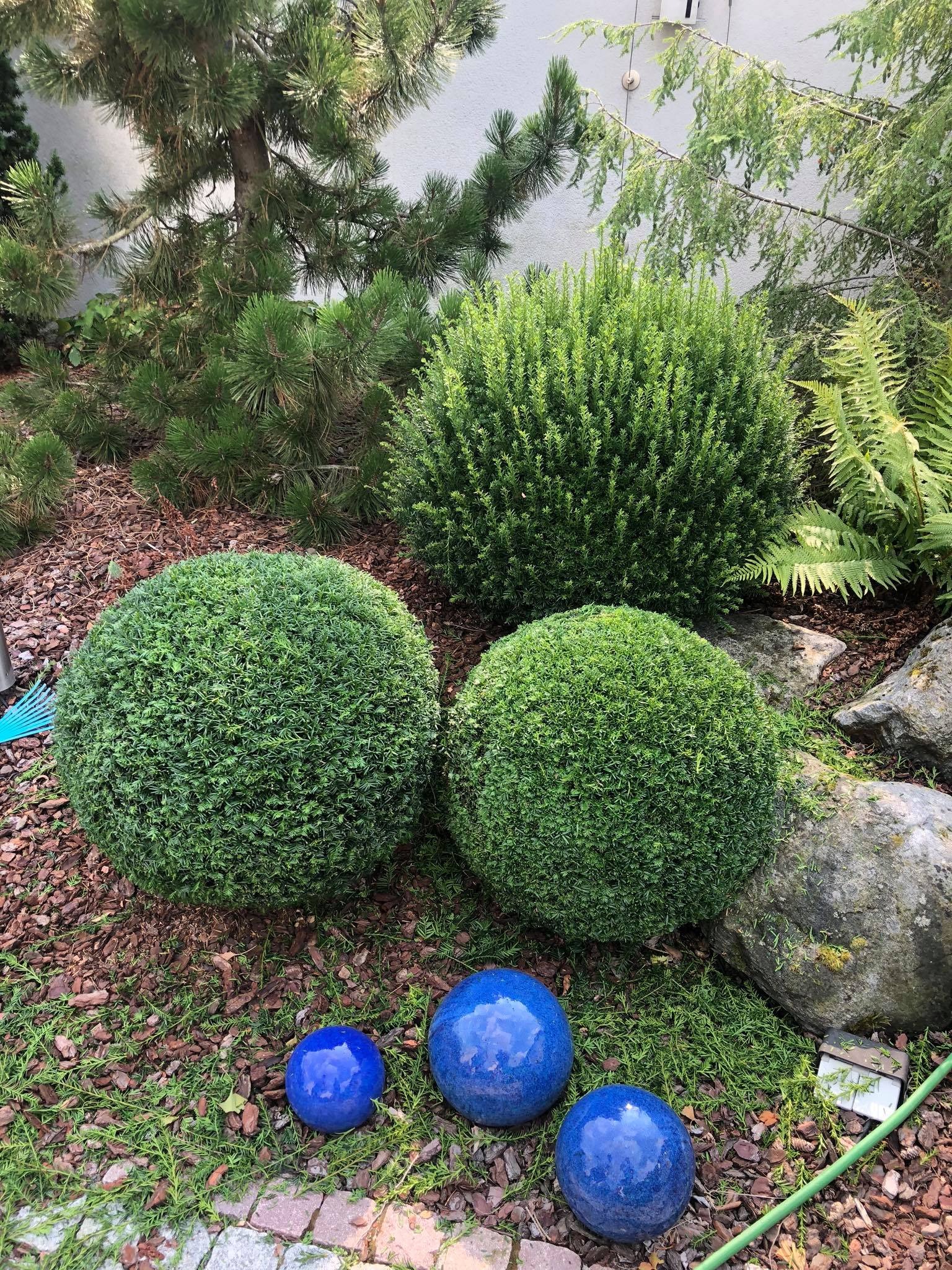 Ogród z kulistymi krzewami bukszpanu, trzema dekoracyjnymi, błyszczącymi, niebieskimi kulami ceramicznymi i korą drzewną.