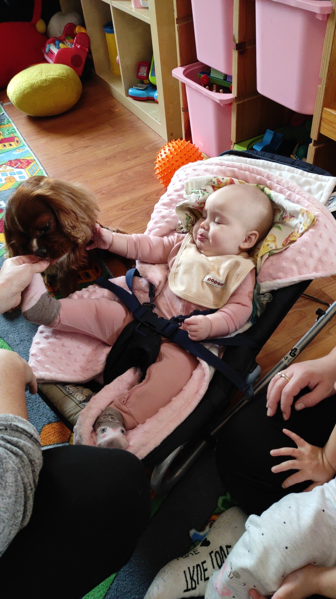 Śpiące niemowlę w różowym ubranku i śliniaku w leżaczku, pies Cavalier King Charles Spaniel dotyka jego rączki, wnętrze pokoju we Wrocławiu z zabawkami i drewnianymi meblami.