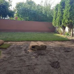 Rozwinięta i zwinięta trawa w rolkach na przygotowanym podłożu w ogrodzie, brązowy mur w tle, drzewa iglaste po prawej stronie.