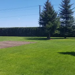 Przygotowany fragment ziemi pod uprawę na tle zielonego trawnika z dwoma świerkami i żywopłotem w tle, słoneczny dzień.